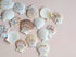 Creamy Beige and Brown Scallop Shells